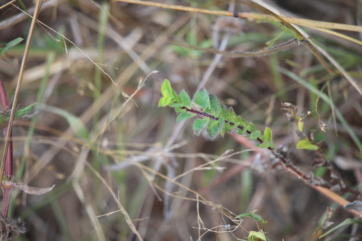 Crotalaria hebecarpa (DC.) Rudd